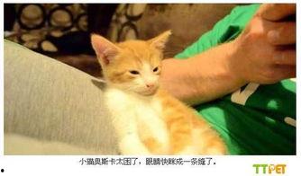 小猫有趣爆料视频下载,小猫趣味爆料视频集锦 第1张 小猫有趣爆料视频下载,小猫趣味爆料视频集锦 第1张